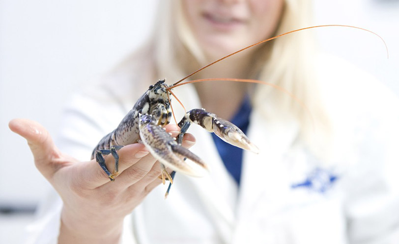 Female scientist holding a lobster from the National Lobster Hatchery
